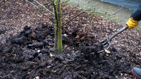  Aderezo de ciruelas: mulching