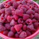  Raspberry polana