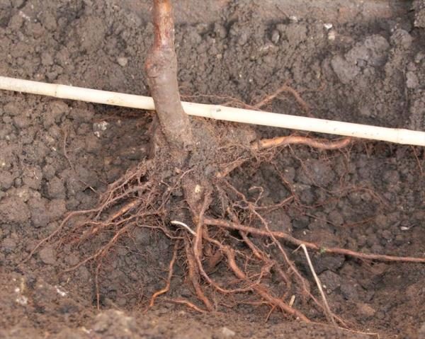  Autumn is the most favorable season for planting seedlings