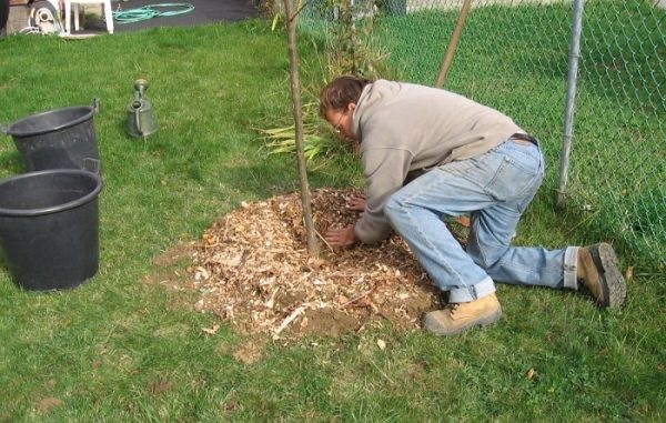  Mulching land after planting pear