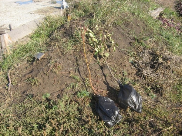  Planting pear varieties Marble must be protected from the wind, sunny place.