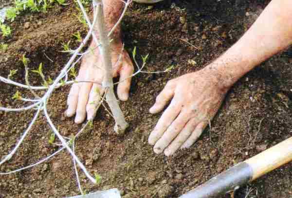  5. After the planting, the pit is filled with prepared soil.