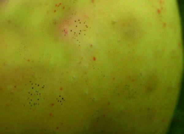  Apple affected by fly snake