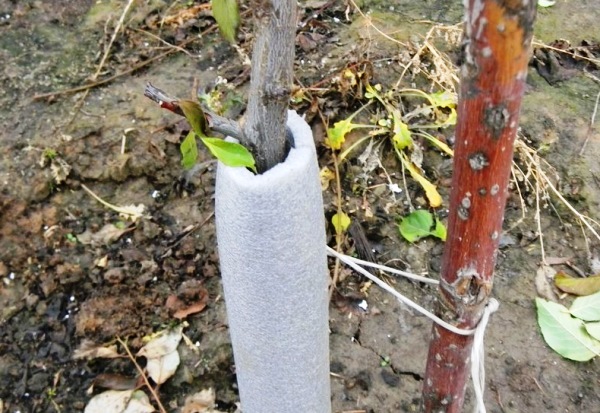  Pear Marble poorly endures the cold, requires sheltering for the winter, whitewash