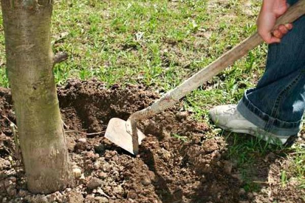  Loosening the soil around the trunk, will provide the tree with oxygen in the winter