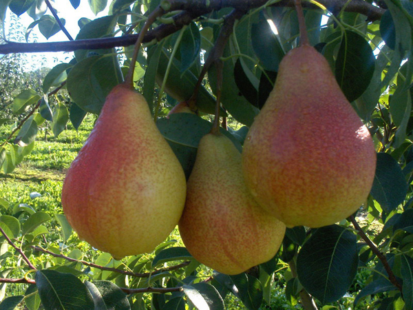  Fruta de pera