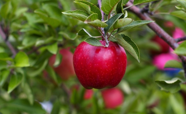  When and how to plant apples: useful tips and step by step instructions