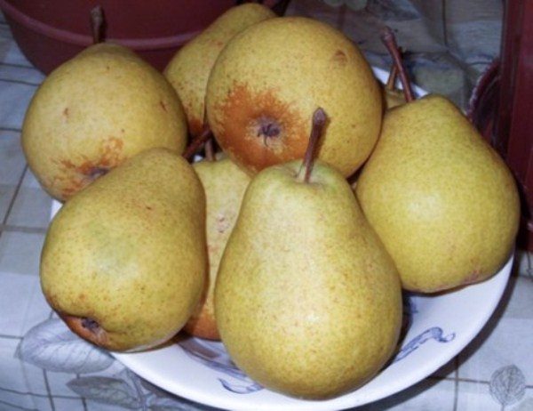  Store the pears laid in layers and covered with paper in wooden boxes
