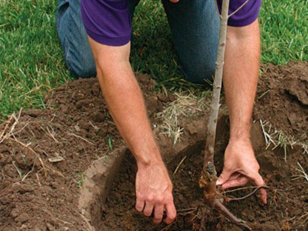  After landing, you need to trample the ground and pour 2-3 buckets of water