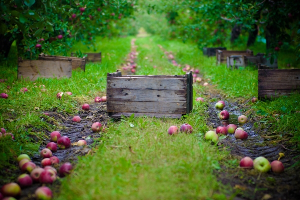  How and when to collect apples for storage for the winter: tips