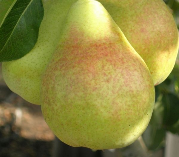  Fruta de pera sanremy
