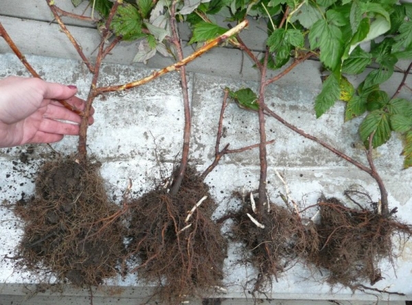  For planting it is necessary to select one-year strong and powerful shoots.
