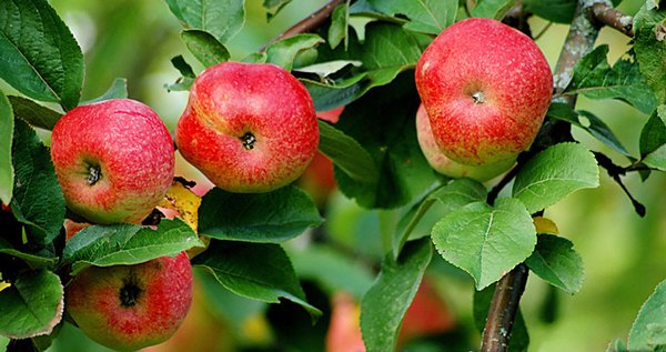  Apple tree Bellefle Chinese