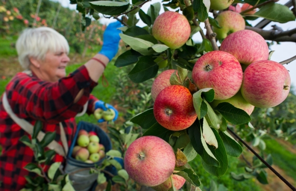  It is better to pick apples by hand from a ladder or ladder, use gloves