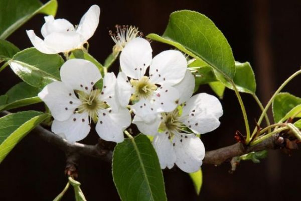  Pear blossom