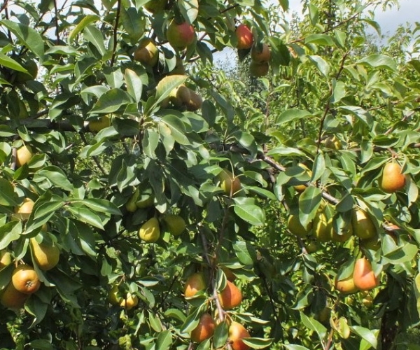  The peculiarity of the pear varieties Northerner is high winter hardiness and the need for pollination