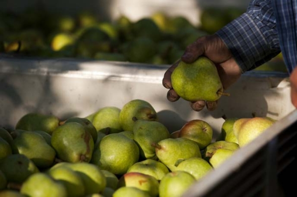  Cuándo retirar las peras de un árbol: tiempo de maduración, condiciones de almacenamiento del cultivo