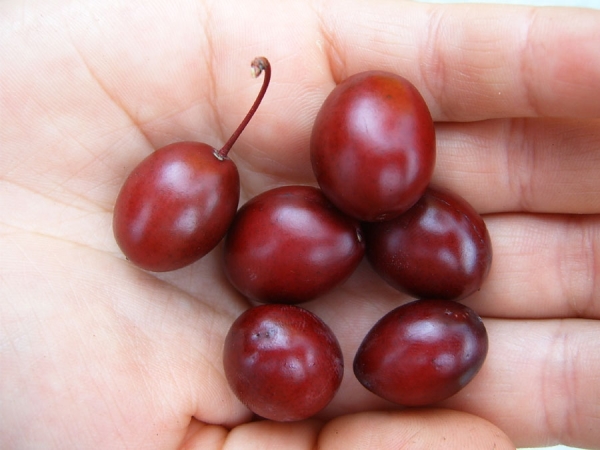 Dezavantajele de prune Pissardi pot fi numite gustul scăzut al fructelor și rezistența slabă la îngheț