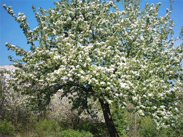  Flowering varieties of pears Veles