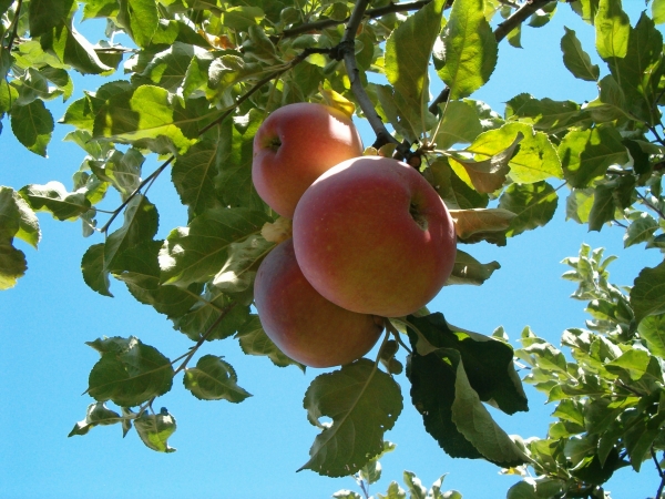  Aport sort apples are collected for storage in October