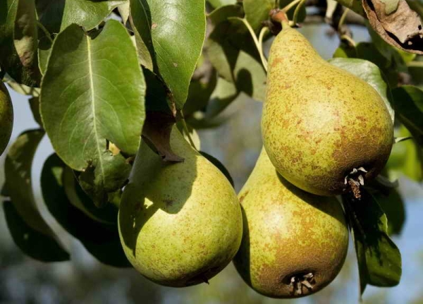  Terms of fruit harvesting depend on the pear variety, ripeness is determined by the appearance