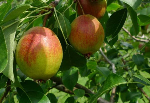 Fruits of the Krasuli pear variety