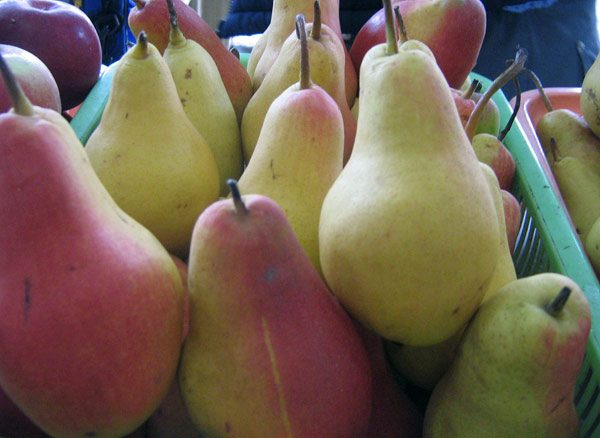  Ripe pear fruit Talgar beauty