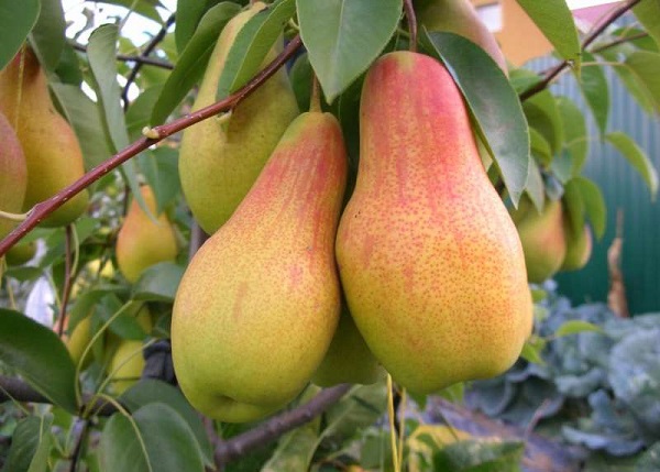  Pera talgar belleza