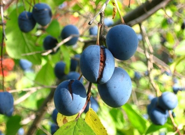  Plum Turn: características descriptivas de la variedad, propiedades útiles, uso en medicina y cocina.