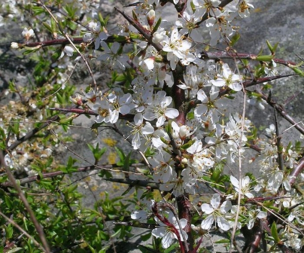  Before blooming leaves, thorns bloom profusely in April and May. The flowers of the plant are small, white