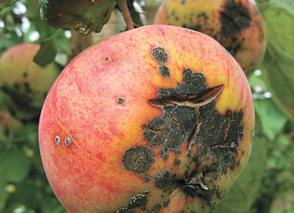  Scabbed Ripe Apple