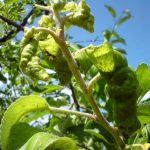  Apple aphid