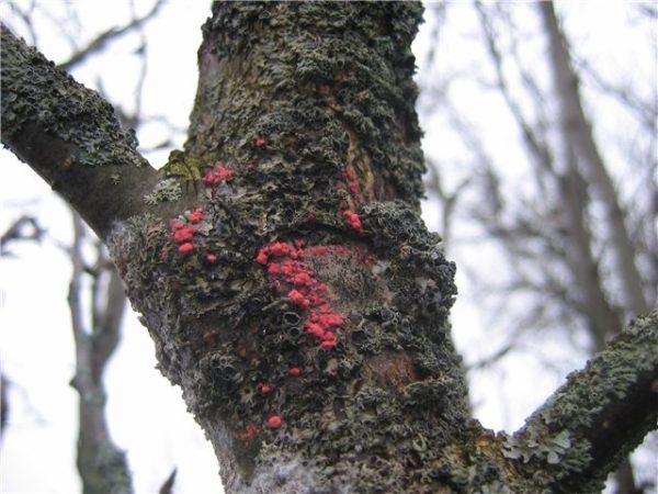  Fruit tree cytosporosis