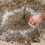  În primăvara și toamna, mării au nevoie de îngrășăminte și de fertilizare.