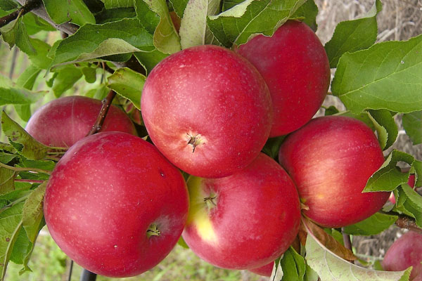  Fruits of Apple Tree Welsey