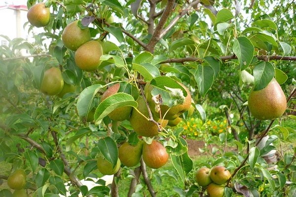  Productivity in an adult Lada tree