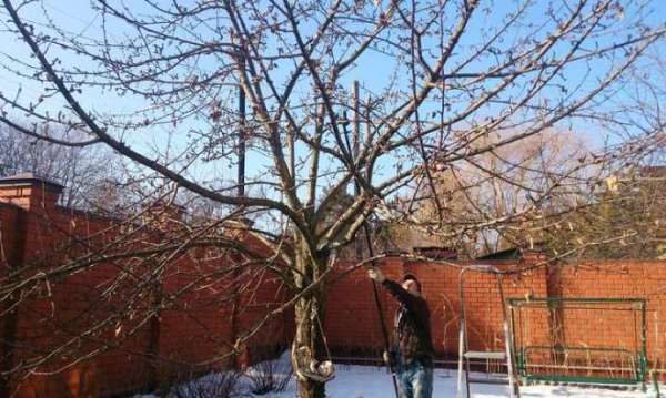  Rejuvenating pruning increases yields