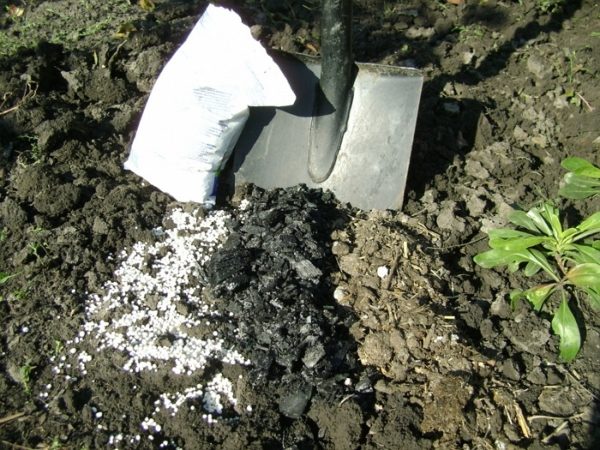  Fertilizer fruit trees