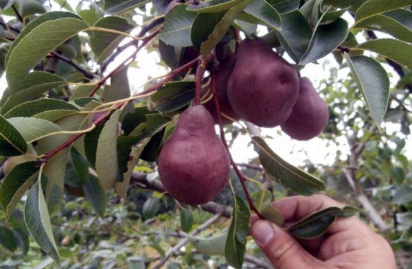  Pear Williams red on a branch