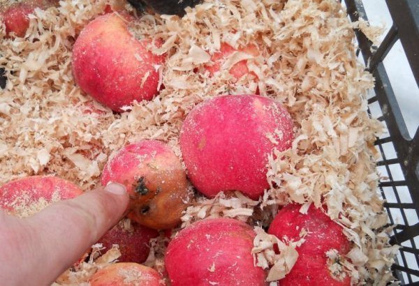  Borovinka apples are well preserved in sawdust