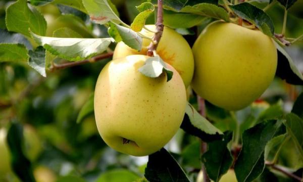  Golden apples