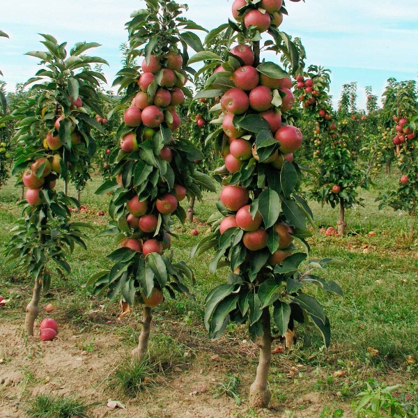  Columnar apple tree