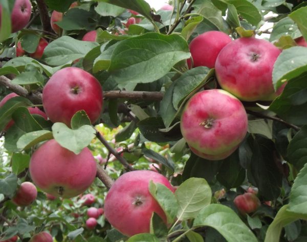  Borovinka apple varieties are unpretentious