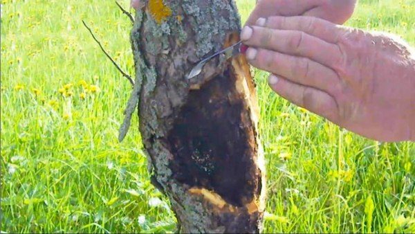  Treatment of black cancer in the apple tree