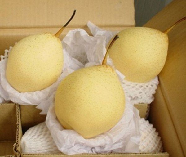  Immature Chinese pear wrapped in paper