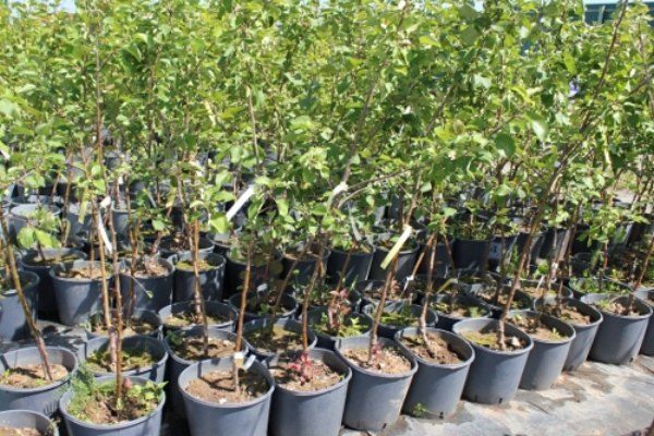  Apple seedlings Borovinka in the nursery