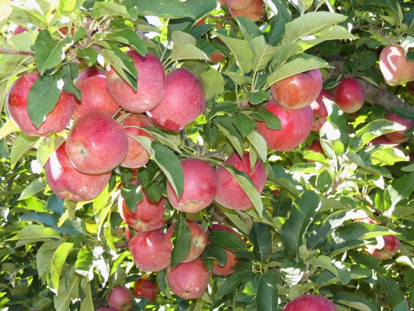  Jonathan variety apples are harvested in the second decade of September.