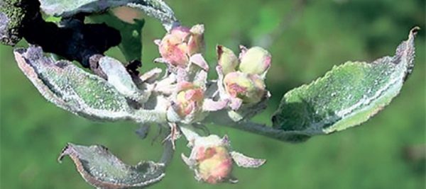  Mealy dew on flowers and leaves of an apple tree