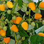  Raspberry Golden Autumn