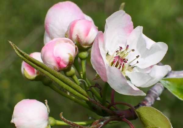  Variety of pears Marble does not apply to frost-resistant varieties, it is better to grow a tree in a warm climate